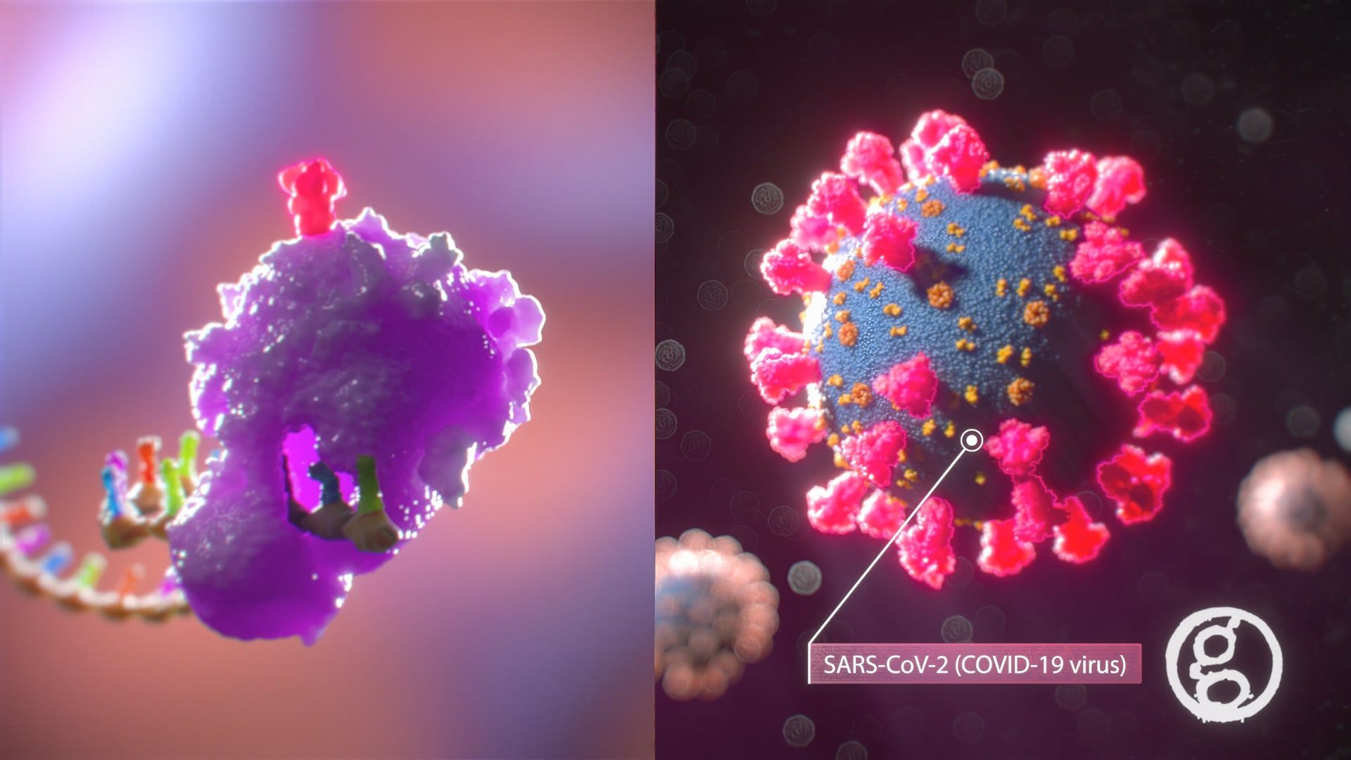 How the Covid mRNA Vaccine Works - Medical Animation by Ghost Medical