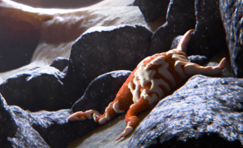 osteogenics, osseointegration, mesenchymal stem cells, osteoblasts, bone regeneration, medical database, stem cell research, medical specialties: orthopedics, endocrinology, rheumatology, neurology, oncology, cardiology.