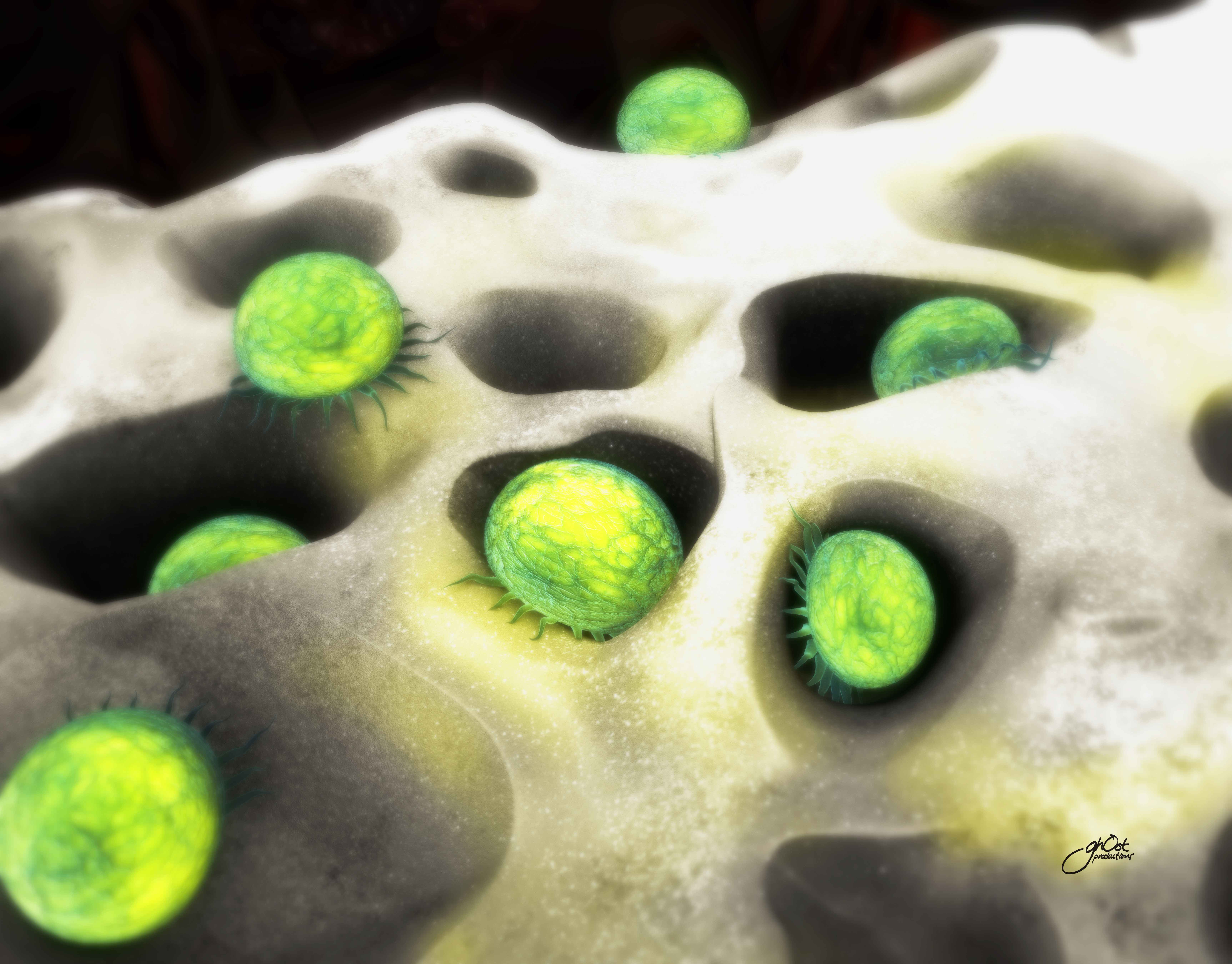 Animation of Biomatlante MBCP Synthetic Bone Graft Substitute demonstrating mesenchymal stem cells differentiating into osteoblasts promoting bone growth, highlighting the product's effectiveness in regenerative medicine.