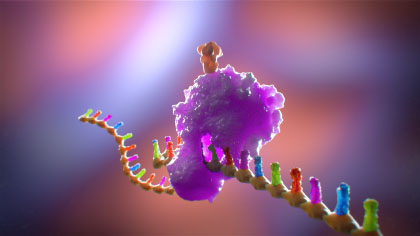 mRNA vaccines, spike proteins, COVID-19, genetic instructions, immune response, mRNA strand, ribosomes, protein synthesis, cellular uptake, translation, spike protein production, cell surface display, immune cells, antibodies, immune system, scientific innovation, public health guidelines, medical illustration.