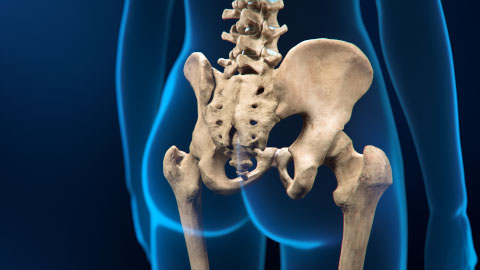 sacroiliac joint, medical illustration, anatomy, function, stability, flexibility, pelvis, spine, sacrum, ilium, cartilage, ligaments, weight transfer, shock absorber, stability, controlled movement, disorders, sacroiliac joint dysfunction, sacroiliitis, arthritis, diagnosis, treatment, physical therapy, anti-inflammatory medications, assistive devices, injections, radiofrequency ablation, surgery, musculoskeletal health