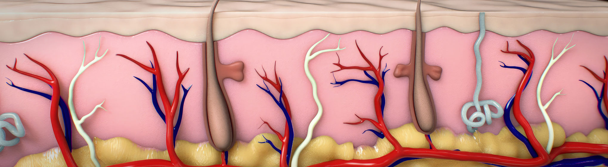 Animation of the 3M Hollow Microneedle System deploying in tissue. The hMTS penetrates multiple levels of tissue with precision and ease. Witness the cutting-edge technology behind this innovative system and how it can revolutionize medical procedures. Created by Ghost Productions.